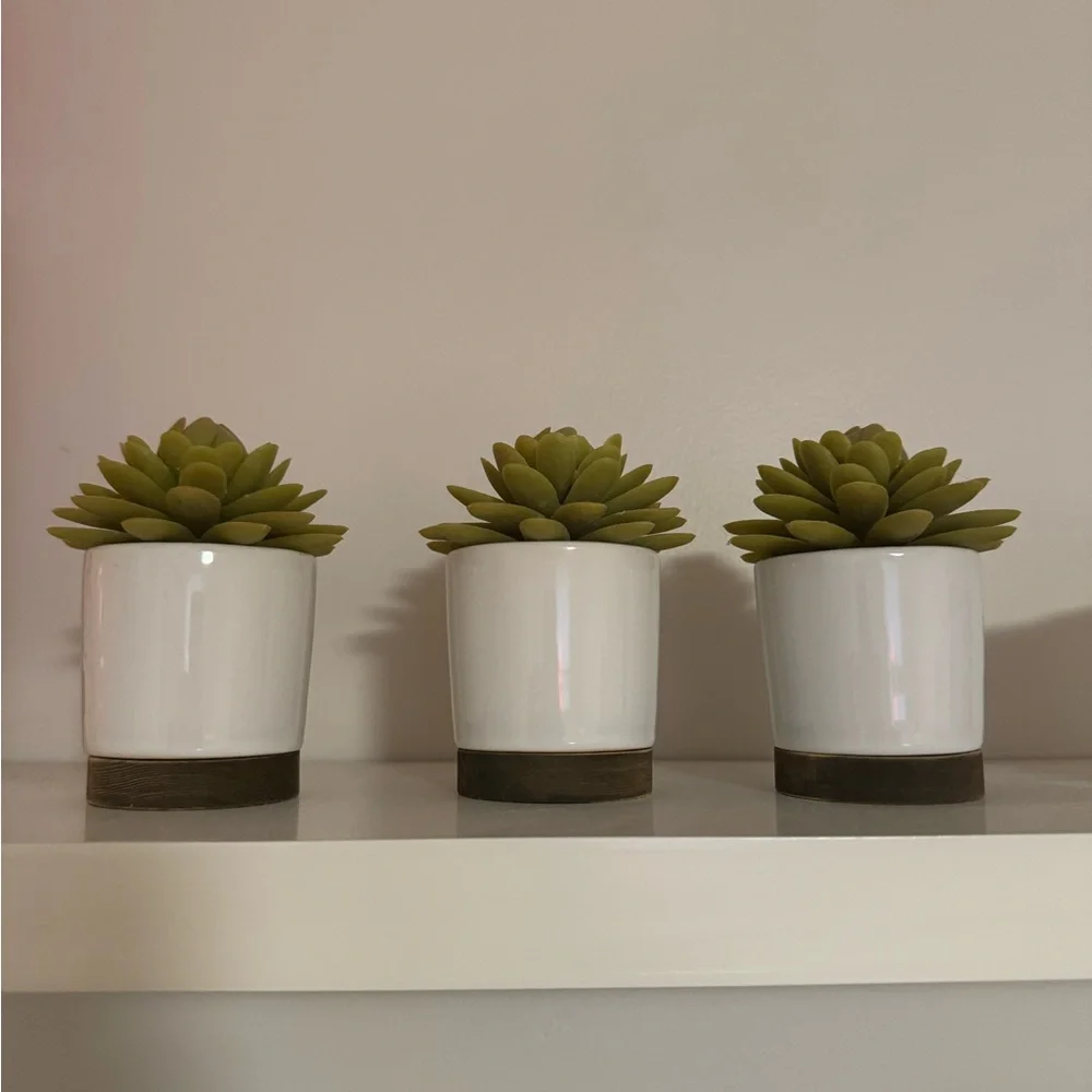 Mini Succulent Trio